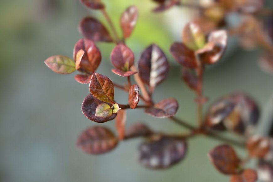 Nahhana/shutterstock.com