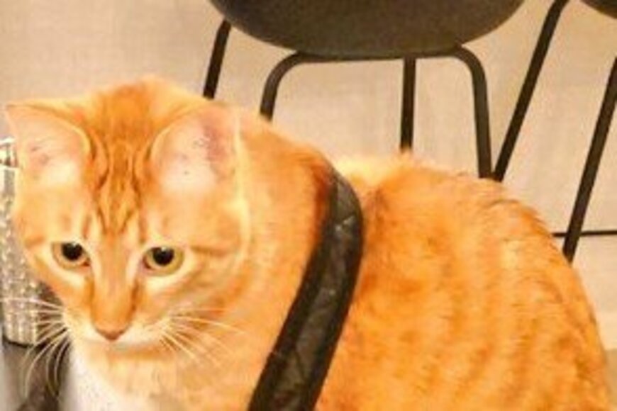 出掛けさせニャイ…鞄を強奪した保護猫、とんでもなく面白い姿に