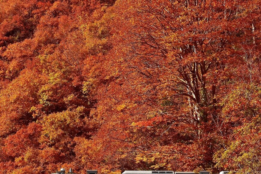 撮り鉄が撮影した「新潟県の絶景」が話題「紅葉と電車の見事な一枚」