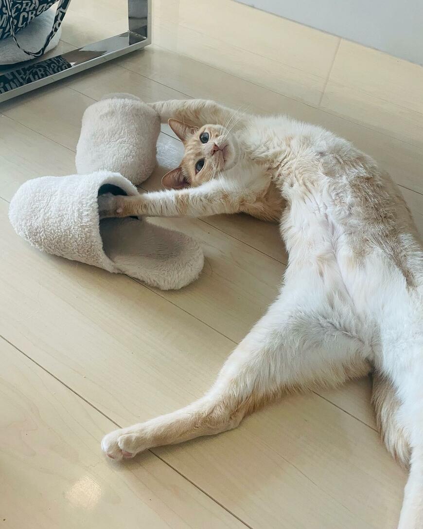 猫とスリッパ全景