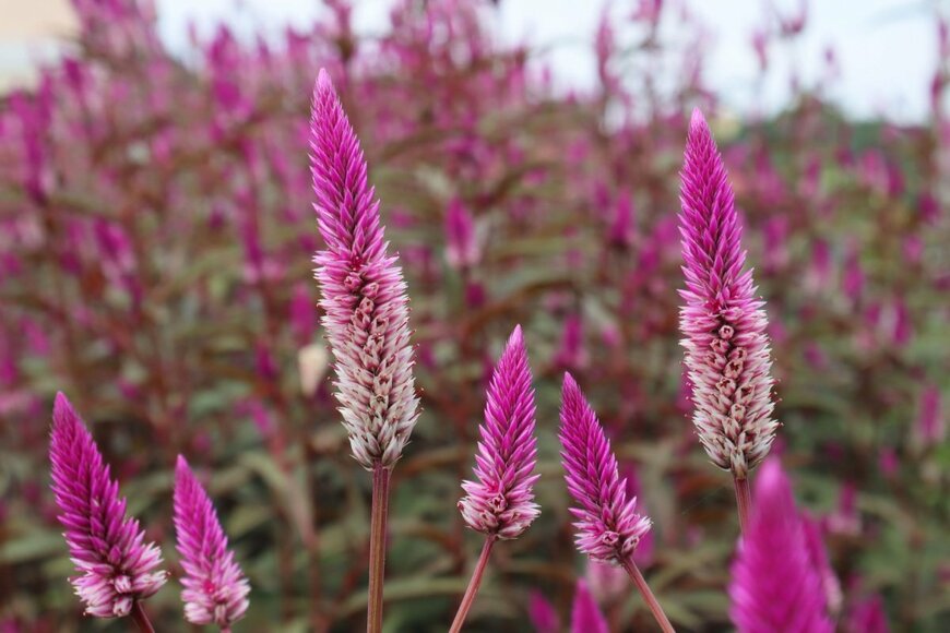 ピンクの花を咲かせている、セロシア
