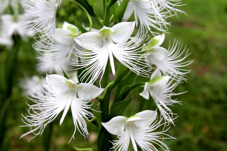 白いサギソウの花