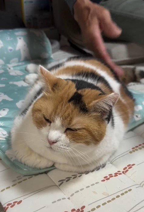 お尻ポンポンが好きな猫