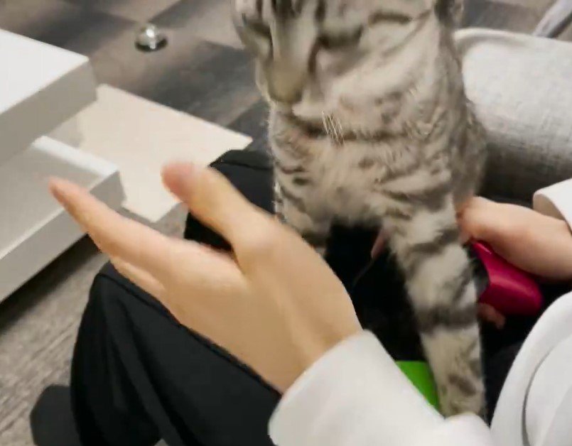 ゲームを全力で阻止する猫