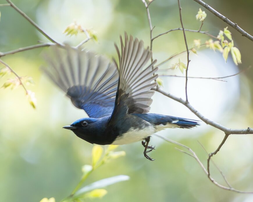幸せの青い鳥オオルリの羽ばたき