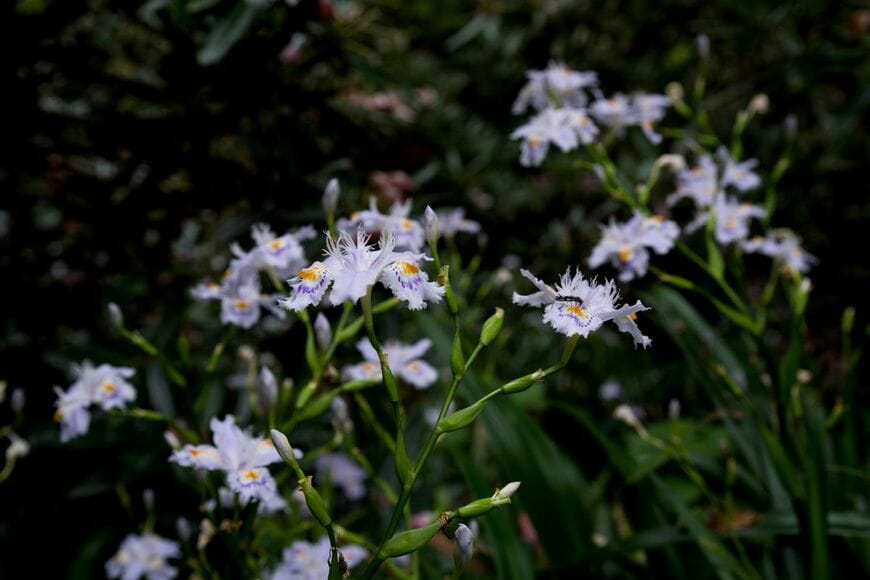 日陰の庭に咲く、淡い紫の花