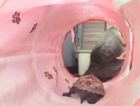 あと少しのところで小雪ちゃんが逃走