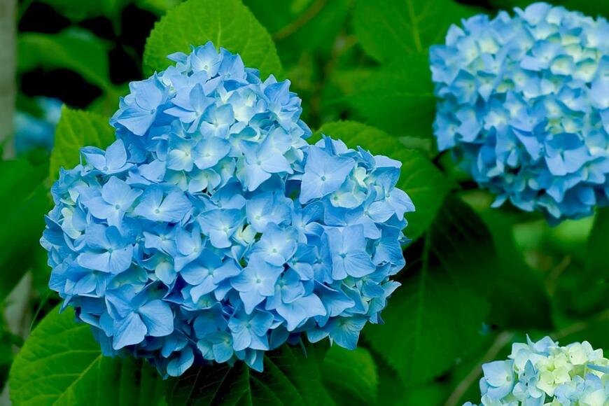 青いアジサイの花