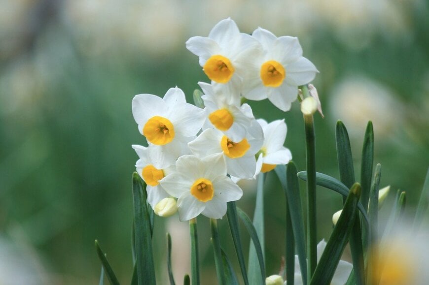 白い花びらで中央が黄色の、スイセンの花