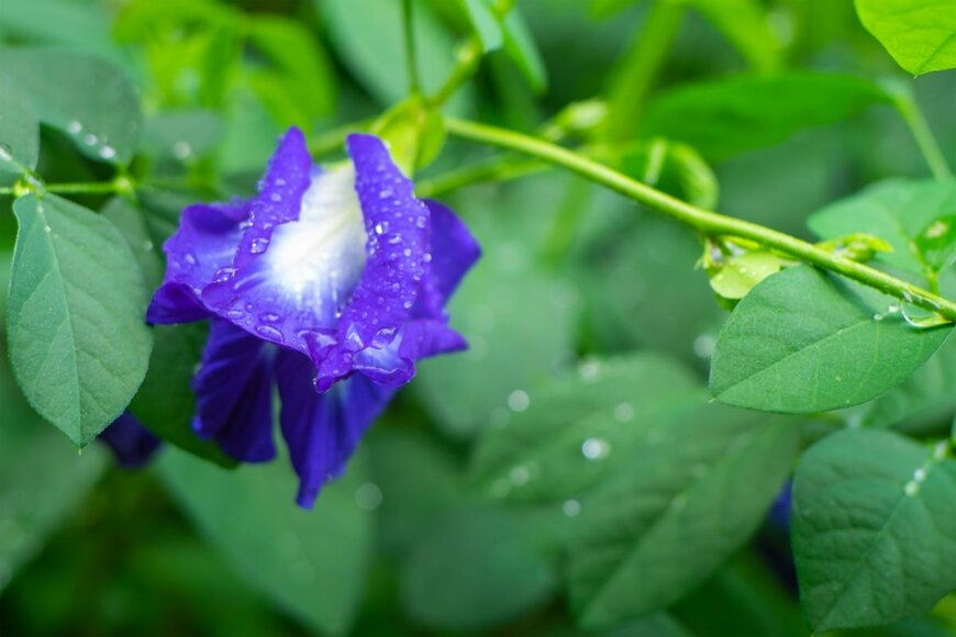 青い花を咲かせている、バタフライピー