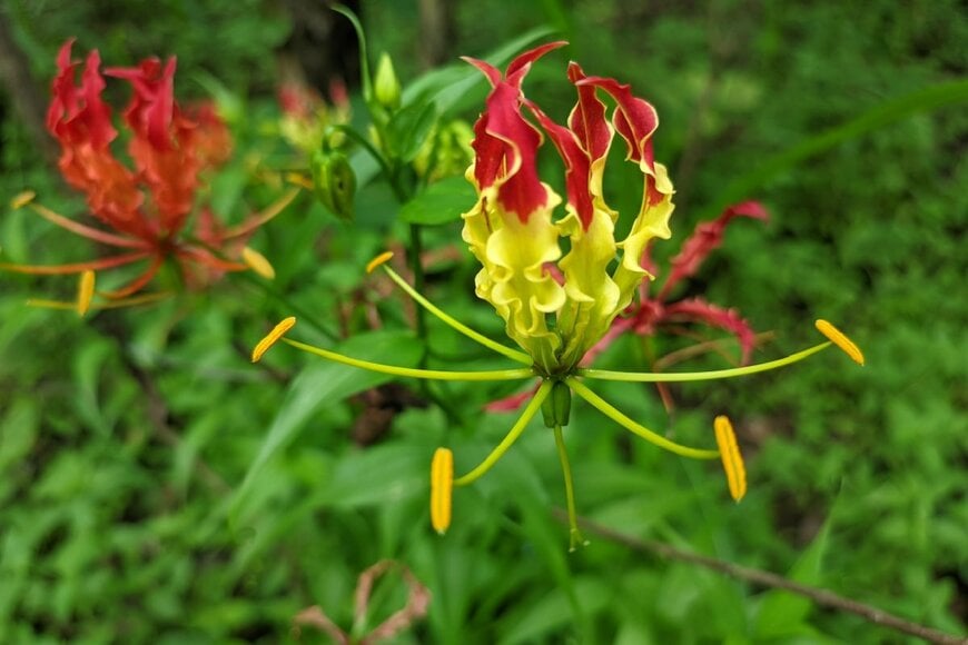 赤と黄色の花弁が反り返っているグロリオサの花