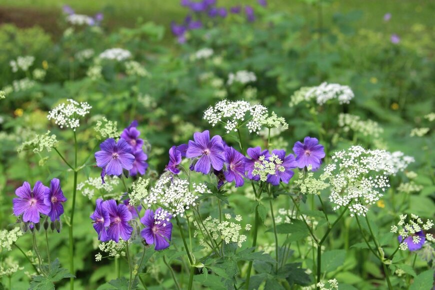 紫の花と白い花が咲いている。
