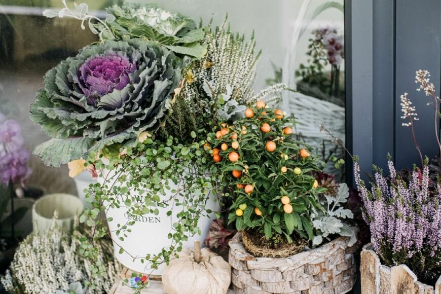 紫と白のハボタン、白のカルーナ、ワイヤープランツの寄せ植え