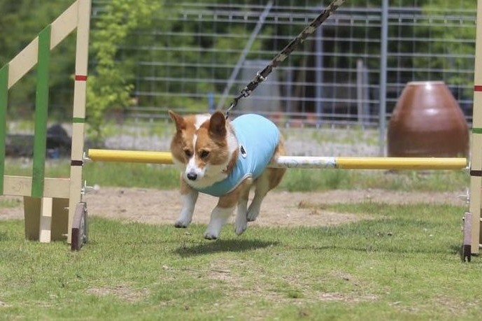 ハードルに引っかかってしまった犬