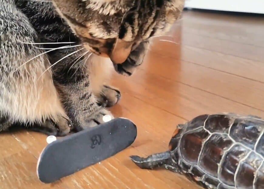 軍曹くんから差し出されたスケボーに顔を近づけようとする小雪ちゃん