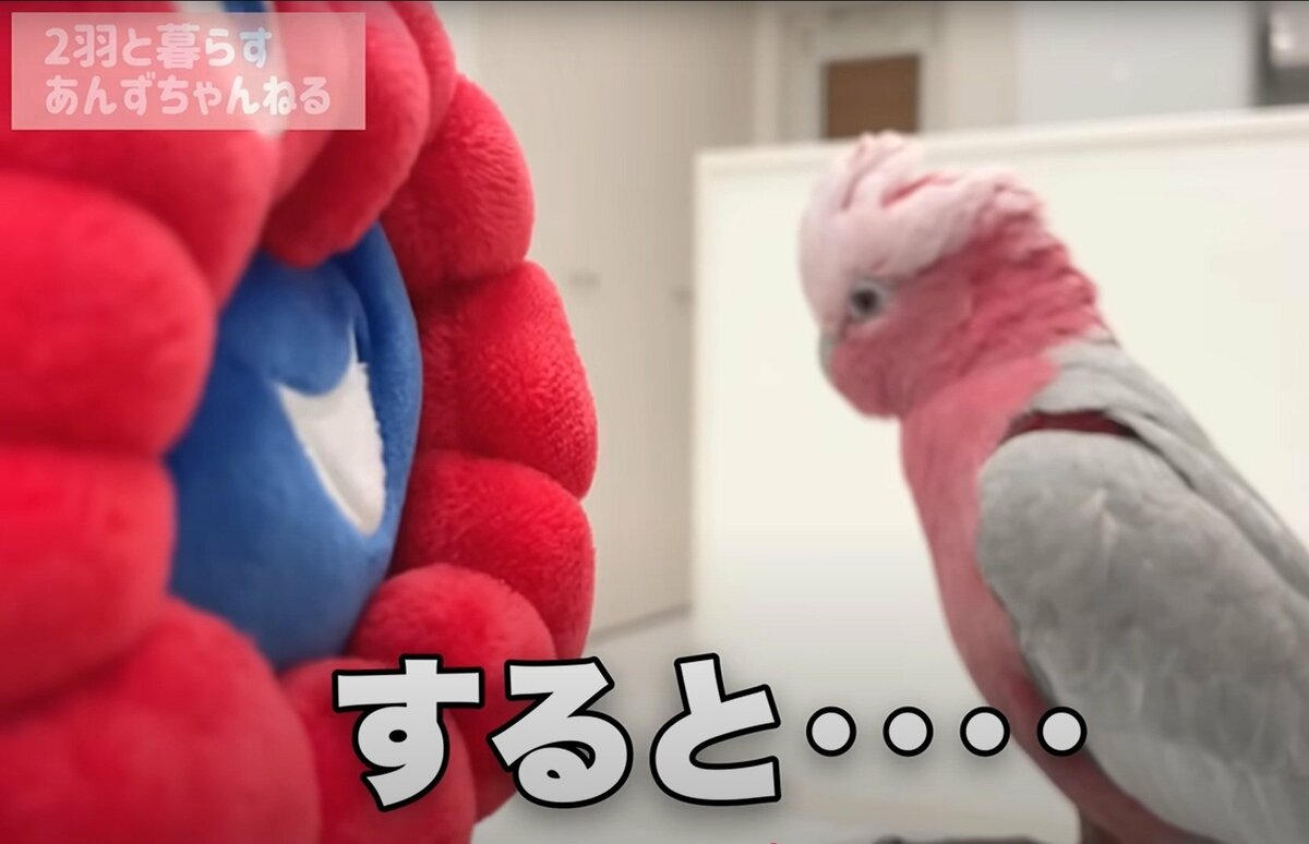 ミャクミャクとインコ】「青と赤の例のアレ」と初対面したインコの反応