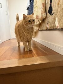 【生後2ヶ月の子猫】最年長のボス猫にきちんとあいさつしてから横切る…　しっぽをぴんと立てた姿に感心