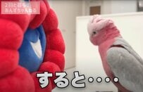【ミャクミャクとインコ】「青と赤の例のアレ」と初対面したインコの反応に興味津々！