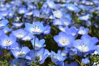 【春のガーデニング計画】はお早めに。庭や花壇がときめく「多年草＆一年草8選」