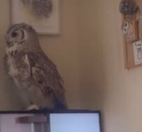 【お座りするフクロウ】リビングでくつろぐ2羽のフクロウ　『スフィンクス座り』に反響続々