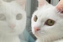 美少女猫の「豪快な変化」に思わず目を疑う　まさかの食事スタイルが話題に