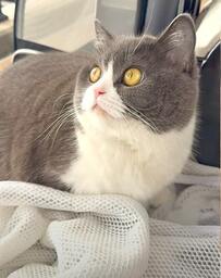 「狩り」に出る猫ちゃん！野生の本能が見える”ハンターモード”の姿に驚愕