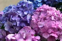 厚生年金【年額240万円超】を受給できる人は《多数派 or 少数派？》グラフで見る令和シニアの年金事情