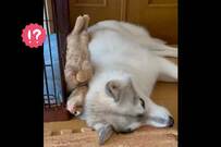 【ハマってる…？】猫ちゃんとワンちゃんの、仲睦まじい動画が可愛すぎる - ツイッターでは「ラブラブ」「愛が詰まった猫犬缶詰」と称賛の声