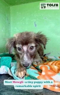 ケガで「前足を1本失った保護犬」。スタッフの愛情をたっぷり受けて、再び走り回るまでの「変化」に感動！