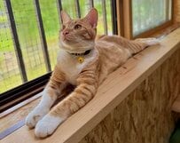 熱い日は猫ちゃんのびぃ〜　お手手もあんよも伸ばしていつもより長〜い！　肉球とつぶらな瞳に悶絶