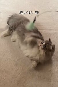 【腕力がえぐい猫】短いあんよでおもちゃをホールドからの猫パンチがかわいすぎる！と話題