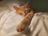 体重3.5kgの猫の「夜の日課」に思わず笑ってしまう　予想外の結末が話題に