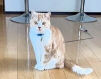 【何が起きた？】頭だけ隠れて…予想外の姿になった猫が話題！爆笑の光景が大反響
