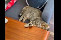 すきまに挟まる猫　寝ているのかと思ったら…まさかの表情に笑ってしまう