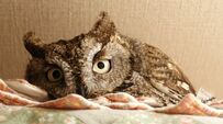 【アンニュイなフクロウ】すっかりリラックス…まったりした表情がたまらない！