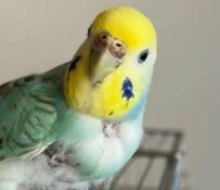 「ヘクシュン！」飼い主のくしゃみを聞いたインコの反応が意外！「反応が早いwww」