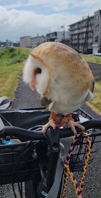 【散歩するフクロウ】飼い主さんと“朝ん歩”！特等席でキョロキョロする姿がとってもキュート