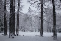 枝に積もった雪の形がシマエナガみたい？　2枚の写真を比較すると「双子のよう」「ポーズまで一緒！」