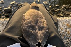 道端で見つけた弱った鳥を保護　夕陽を一緒に眺める姿に「もう家族じゃん」「恩返しに来そう」と14万いいね