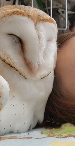 【ウトウトするフクロウ】飼い主さんと一緒に夢の世界へ　寄り添う姿がかわいい
