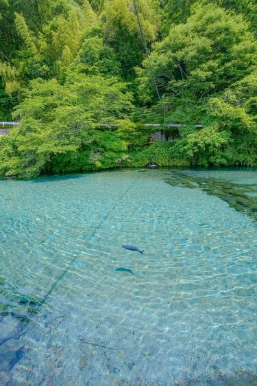 鹿児島県の青く透き通った湧き水の池に目を疑う 「こんな魚影あるの