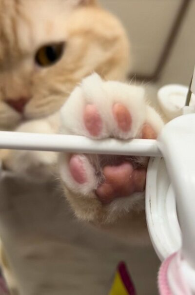 肉球を見せてくれる猫さん