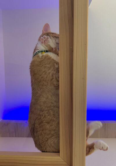 ピンクの肉球が尊い