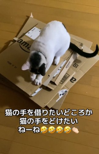 投稿動画のワンシーン