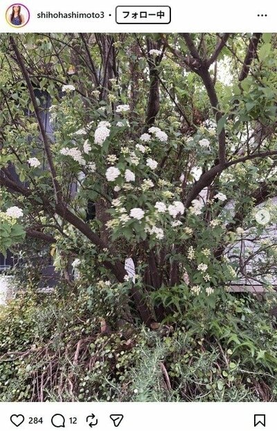 橋本志穂のInstagram投稿