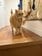 【生後2ヶ月の子猫】最年長のボス猫にきちんとあいさつしてから横切る…　しっぽをぴんと立てた姿に感心