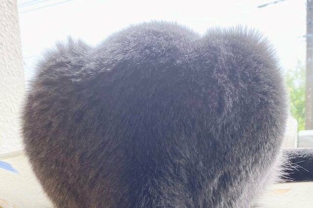 元保護猫さんの後ろ姿にSNSで反響続出「それにしか見えない」