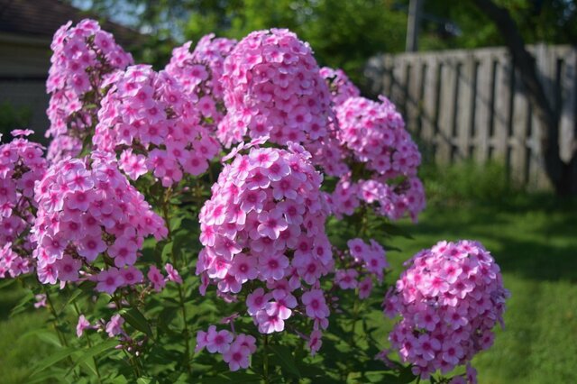 【節約ガーデニング】1株でも華やか！暑さに強く植えっぱなしで毎年初夏～秋ずっと花咲く多年草3選