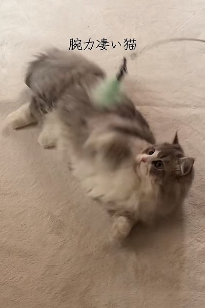 【腕力がえぐい猫】短いあんよでおもちゃをホールドからの猫パンチがかわいすぎる！と話題