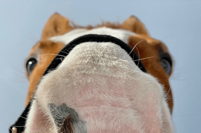 功労馬「オウケンブルースリ」を至近距離で収めた1枚　あまりのかわいさに「反則でしょ」